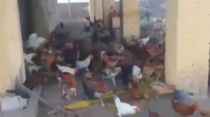 Самый большой курятник в мире..