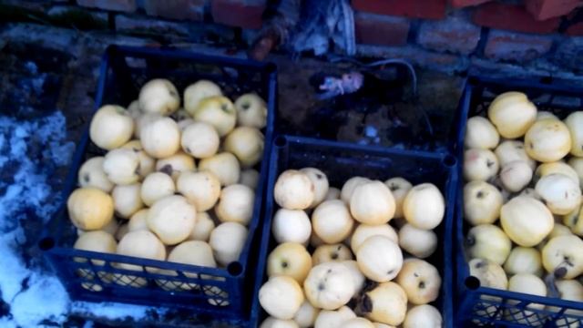 Хранение яблок в домашних условиях, со своего сада. смотреть онлайн