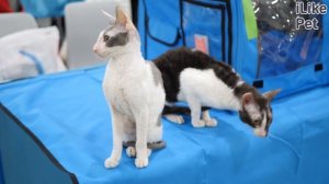 Особенности породы корниш-рекс