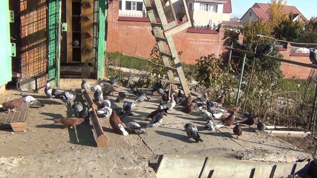 Хозяин забери своего голубя. смотреть онлайн