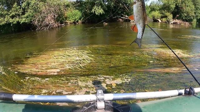 НЕТ НИЧЕГО ЛУЧШЕ, ЧЕМ ЛОВЛЯ ГОЛАВЛЕЙ ЛЕТОМ☀️ смотреть онлайн
