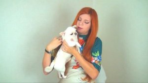 Почему у собак текут глаза?