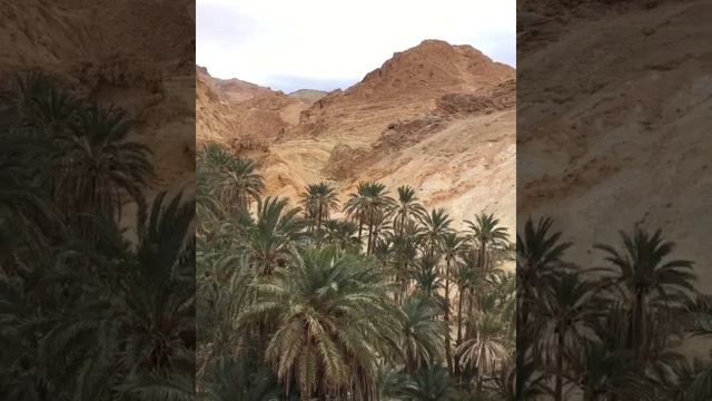 Красивый ОАЗИС в пустыне Сахара Тунис    Beautiful OASIS in the Sahara Desert of Tunisia