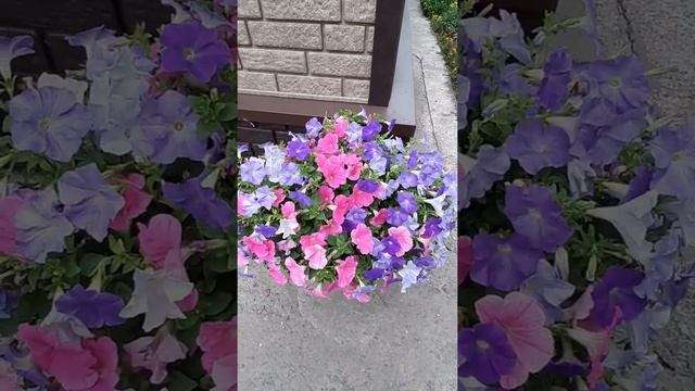 петуния Е3 Изи Вэйв - новинка 2021 (E3 Easy Wave - Sky Blue, Cosmo Pink) смотреть онлайн