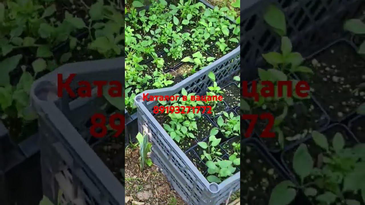 Клематисы. Укоренённые черенки. #клематисы #питомник #дача #сад смотреть онлайн