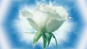 Кабриолет Роза белая