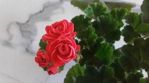 Неповторимая "Розита": что скажу о пеларгонии сорта "ПАК Вива Розита"