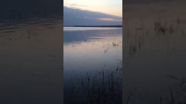 Нерест леща смотреть онлайн