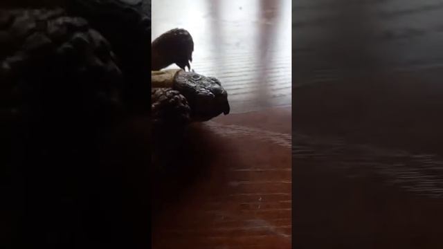 Как определить пол сухопутных среднеазиатских черепашек по хвостику! смотреть онлайн