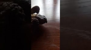 Как определить пол сухопутных среднеазиатских черепашек по хвостику!