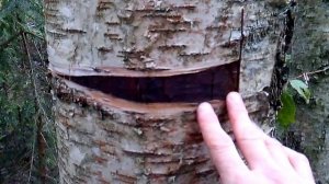 Заготовка бересты.