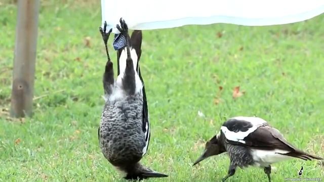 дикие вороны смотреть онлайн