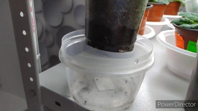 ГЛОКСИНИИ,ПОЛИВ В ПОДДОН ,И ФИТИЛЬНЫЙ ПОЛИВ. смотреть онлайн