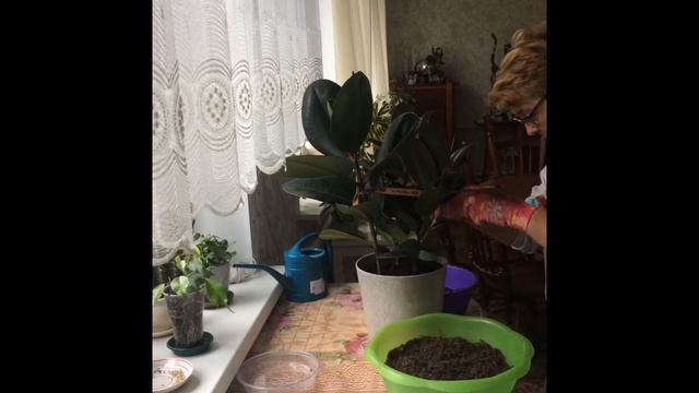 ФИКУС ЭЛАСТИКА (КАУЧУКОНОСНЫЙ). САЖАЕМ И УХАЖИВАЕМ ПРАВИЛЬНО