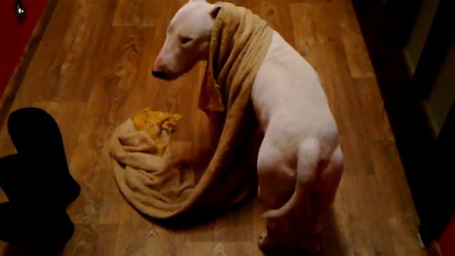 Бультерьер Саша смотреть онлайн