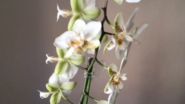 Прекрасный Пико Чип. смотреть онлайн