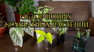 Распаковка растений из Саратова