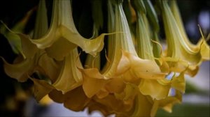 Brugmansia suaveolens【KNOW A FLOWER EVERY DAY】+ MUSIC【NO COPYRIGHT】