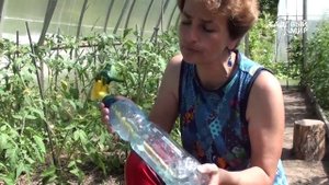 Чем подкормить растения летом Удобрения Кимира в хелатной форме