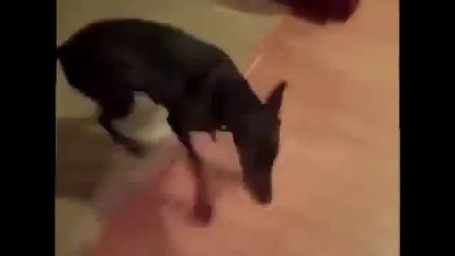Это очень смешно! Сборы добермана на дачу