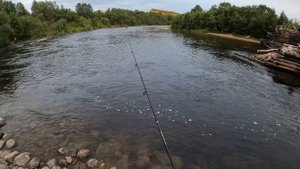 ФОРЕЛЬ НА ДОНКУ