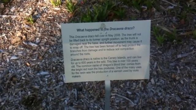 Dracaena Draco tree at Sydney Botanic Gardens смотреть онлайн