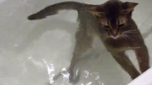 swimming cat.avi