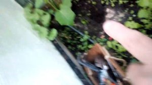 Дыры на грядке в теплице. Какой то вредитель выкапывает растения.