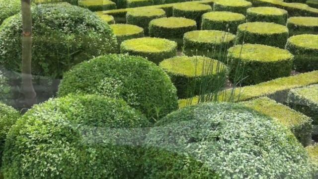 #самшит: топиарное искусство смотреть онлайн