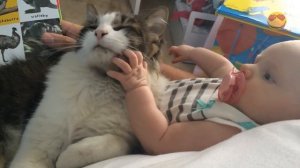 Кошки и дети - Мега позитив! / Funny Videos Cats and Kids!