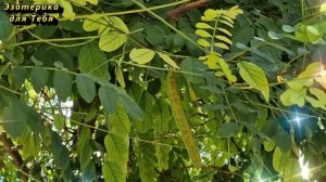 9 сентября народный праздник Анфиса Рябинница. Что нельзя делать. Народные традиции и приметы