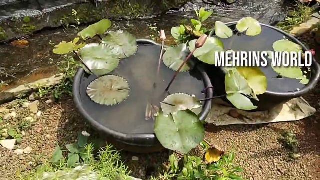 #hangingplantsideas#hangingplants#hangingdecorationideas Hanging Plants Ideas|lndoor&outdoor plants