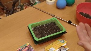 АКВИЛЕГИЯ . ПОСЕВ СЕМЯН НА РАССАДУ. КАК ВЫРАСТИТЬ АКВИЛЕГИЮ?