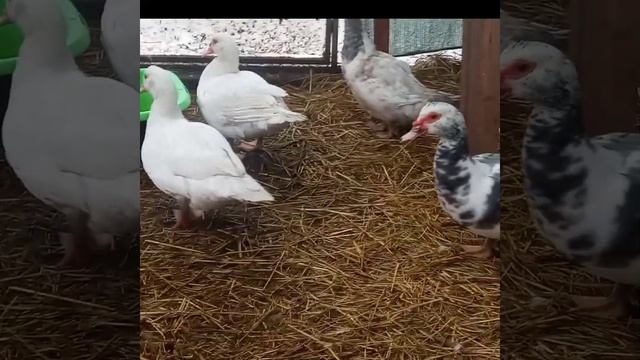 Индоутка Путешественница стала нестись#индоутка#зима #содержание#яйца смотреть онлайн