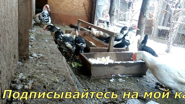 Кормление кур Зимой