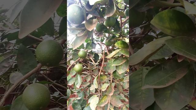 Hybrid Oranges With No Seeds