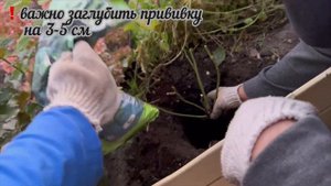 Посадка спрей - розы Mimi Eden  🌱