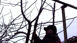 Зимняя обрезка яблони, продолжаем снижать крону