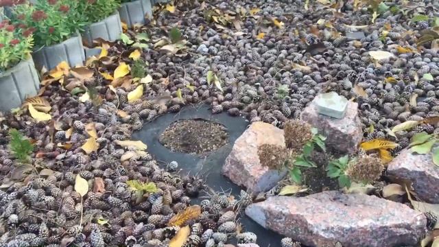 Хризантема мультифлора ( шаровидна). смотреть онлайн