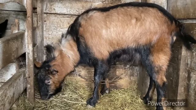 ПРО3.14ЗДЯКАЛИ И ГОТОВО! НЕ БОЙТЕСЬ ВСЁ ПОЛУЧИТСЯ Пасхальные яйца/ куры Амераукана/ Альпийский козе смотреть онлайн