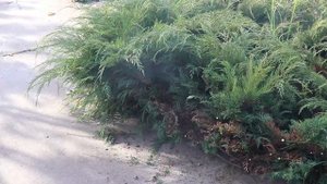 Можжевельник обрезка. Все вопросы. Все ответы.