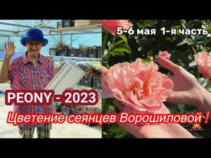 Сеянцы пионов Ворошиловой. Цветение 2023 года! Часть 1 / Сад Ворошиловой