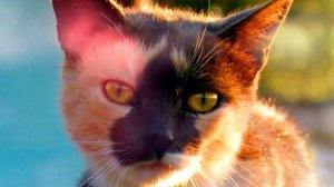 Клип под песню мой котик котик