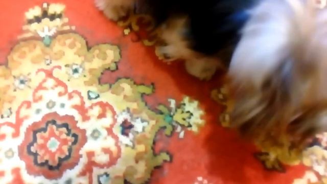 Маленькие собаки. Танцующий мальчик.Yorkshire Terrier. смотреть онлайн