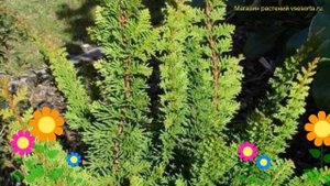 Кипарисовик горохоплодный Тедди Бир. Краткий обзор, описание chamaecyparis pisifera Teddy Bear