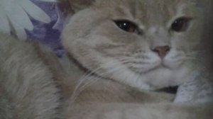 Рыжий кот показывает Попу!!!😺😼😸😹😻😽😿😾🙀🐱