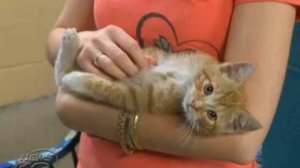 По трассе полз маленький котёнок, а к его шее был привязан длинный шнурок