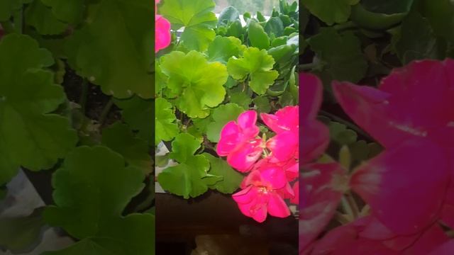 Бомба для гераней! Магнезия для пеларгонии. Польза.