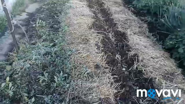 Пинаю балду,калистегия,лаванда, дубак,и про лето. смотреть онлайн