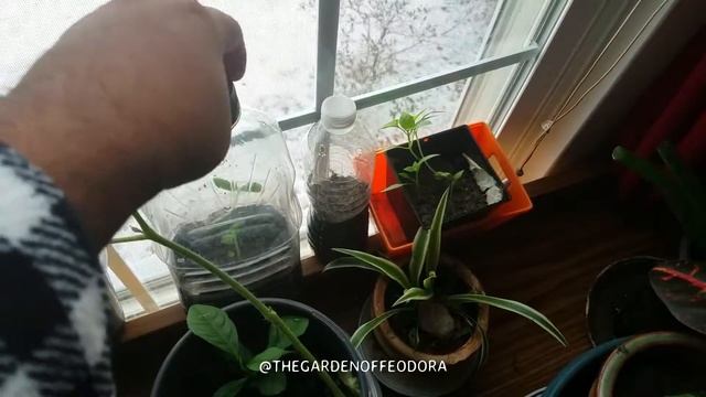 How to grow a cantaloupe from seed. Cantaloupe Update: The Garden Of Feodora смотреть онлайн